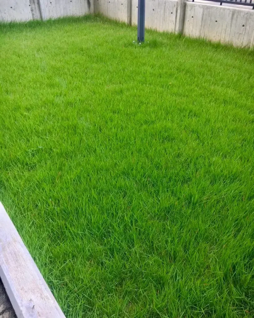 Jual Rumput Jepang untuk Area Halaman dan Ruang Terbuka