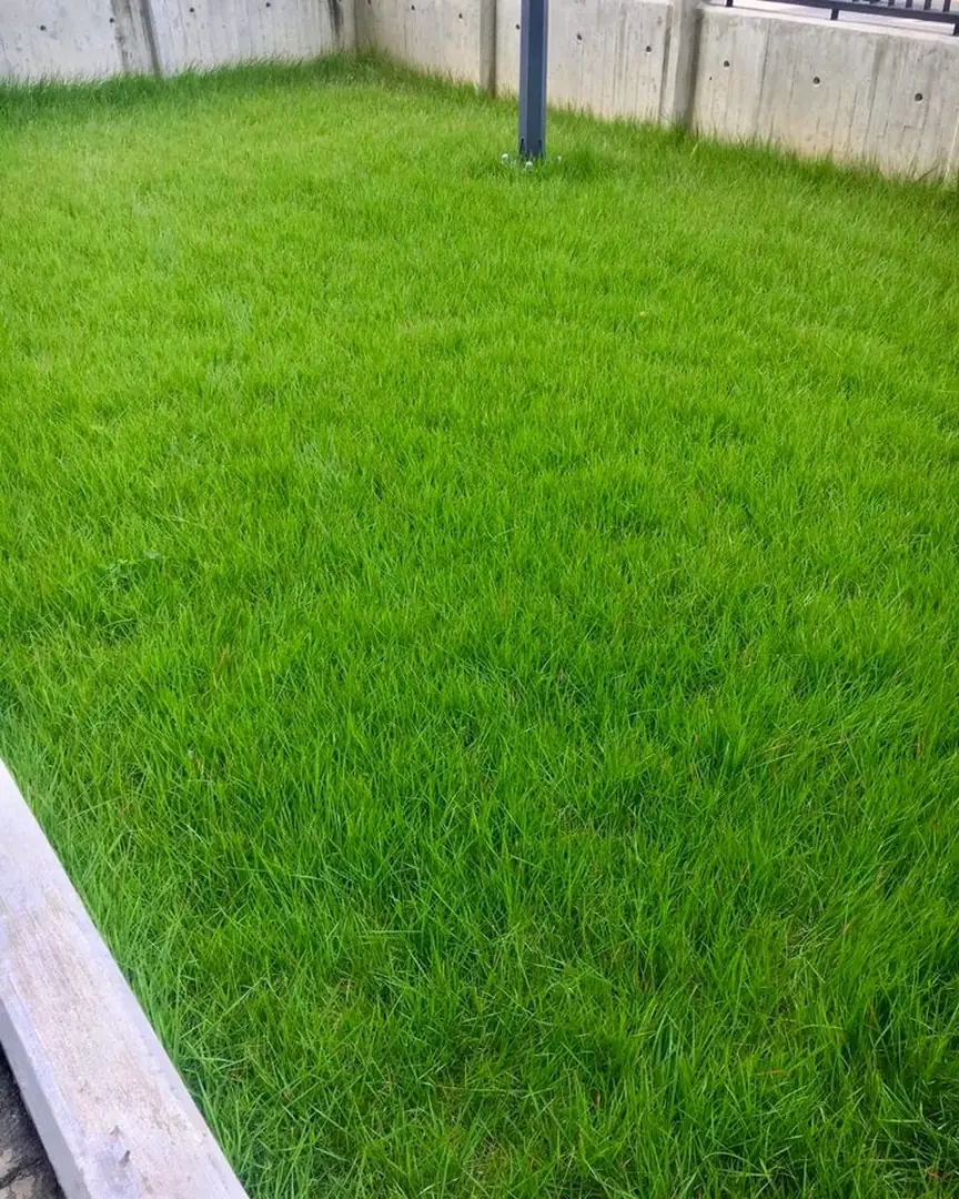 Jual Rumput Jepang untuk Area Halaman dan Ruang Terbuka