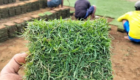 Jual Rumput Jepang untuk Berbagai Kebutuhan Taman dan Landscape
