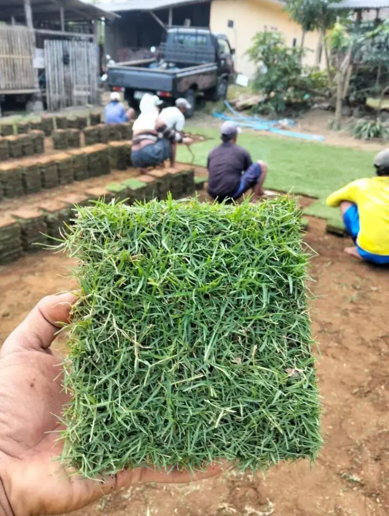 Jual Rumput Jepang untuk Berbagai Kebutuhan Taman dan Landscape