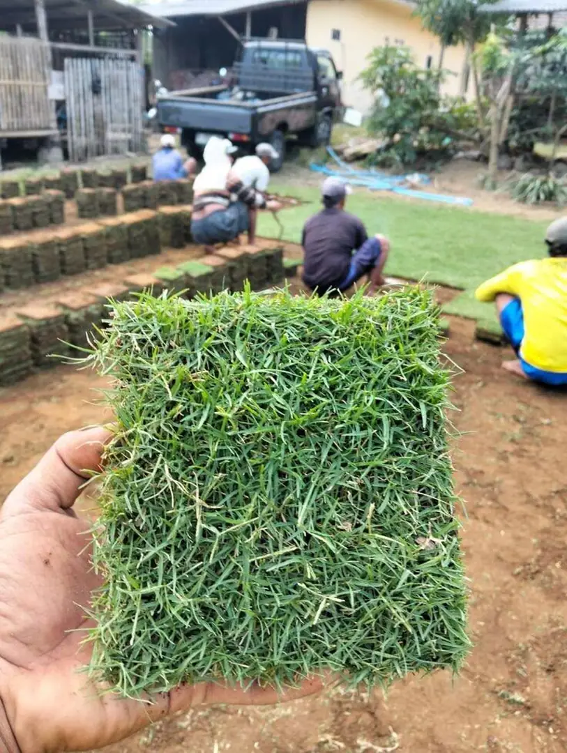 Jual Rumput Jepang untuk Berbagai Kebutuhan Taman dan Landscape