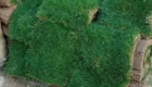 Jual Rumput Jepang untuk Rumah, Taman & Proyek Landscape