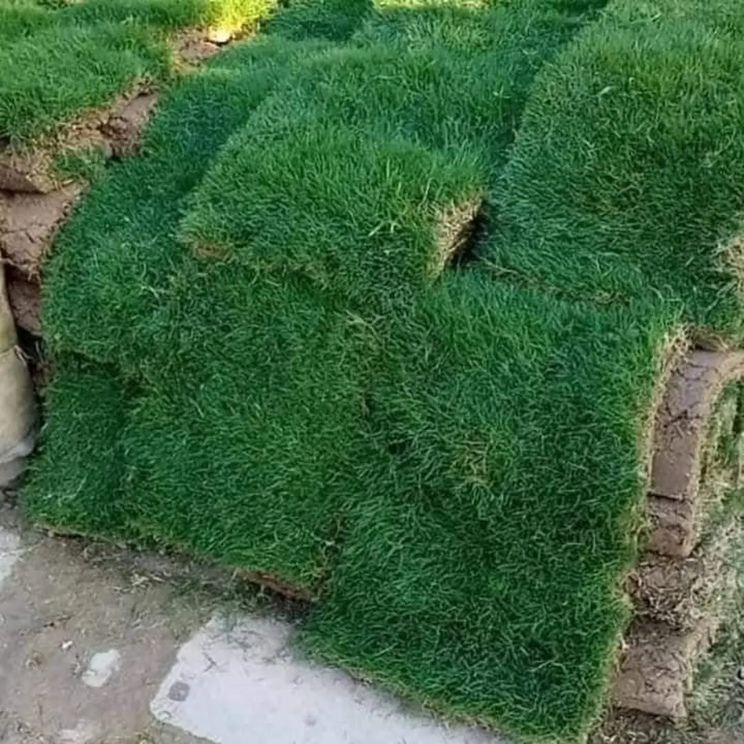 Jual Rumput Jepang untuk Rumah, Taman & Proyek Landscape