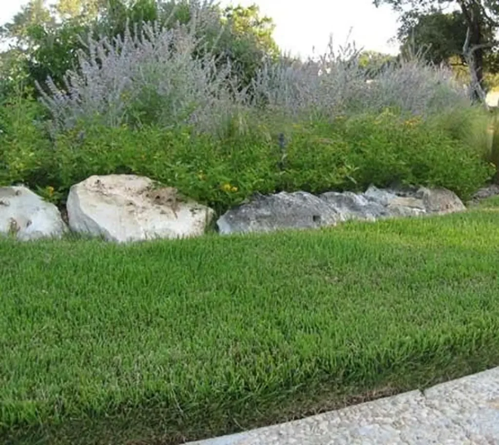 Jual Rumput Jepang untuk Taman Rumah