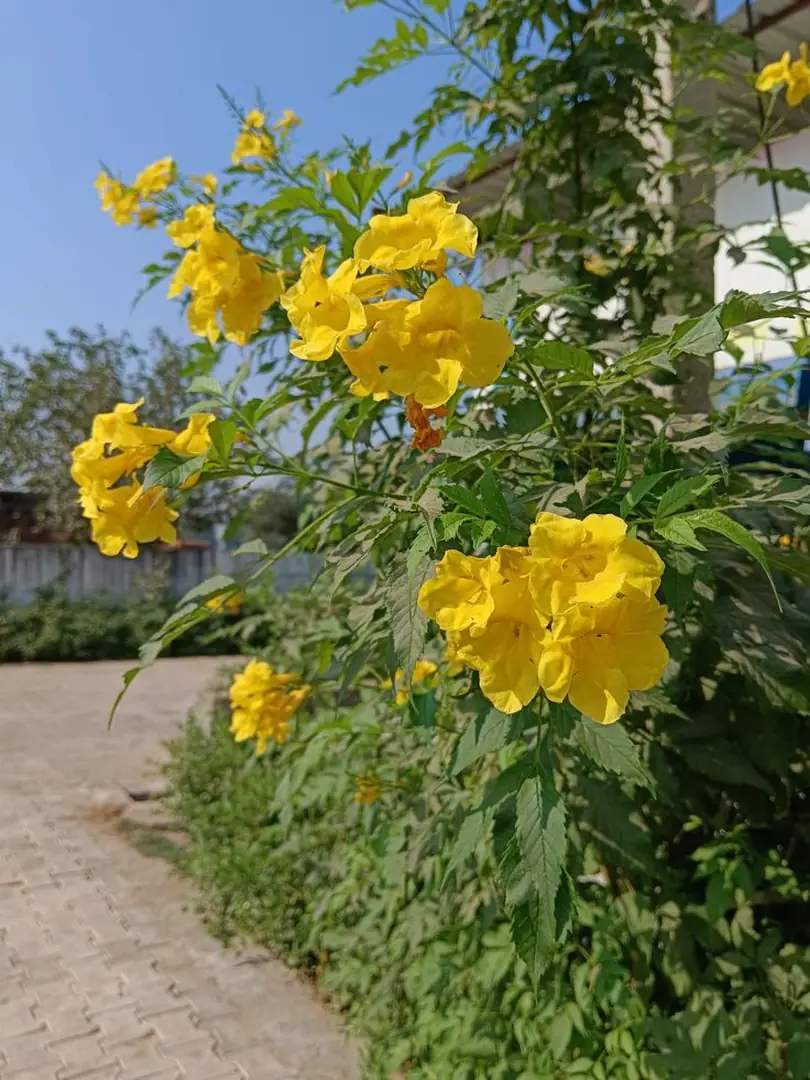 Keunggulan Pohon Tecomaria untuk Landscape
