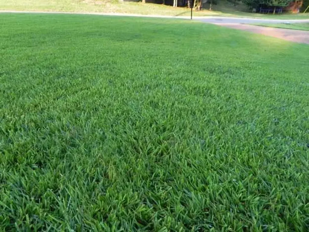 Mengenal Rumput Jepang dan Karakteristiknya