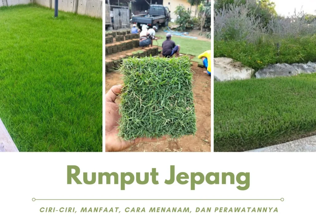 Rumput Jepang Ciri-Ciri, Manfaat, Cara Menanam, dan Perawatannya