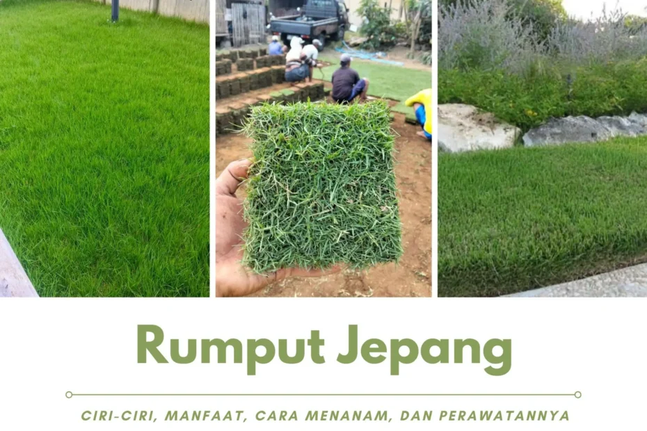 Rumput Jepang Ciri-Ciri, Manfaat, Cara Menanam, dan Perawatannya