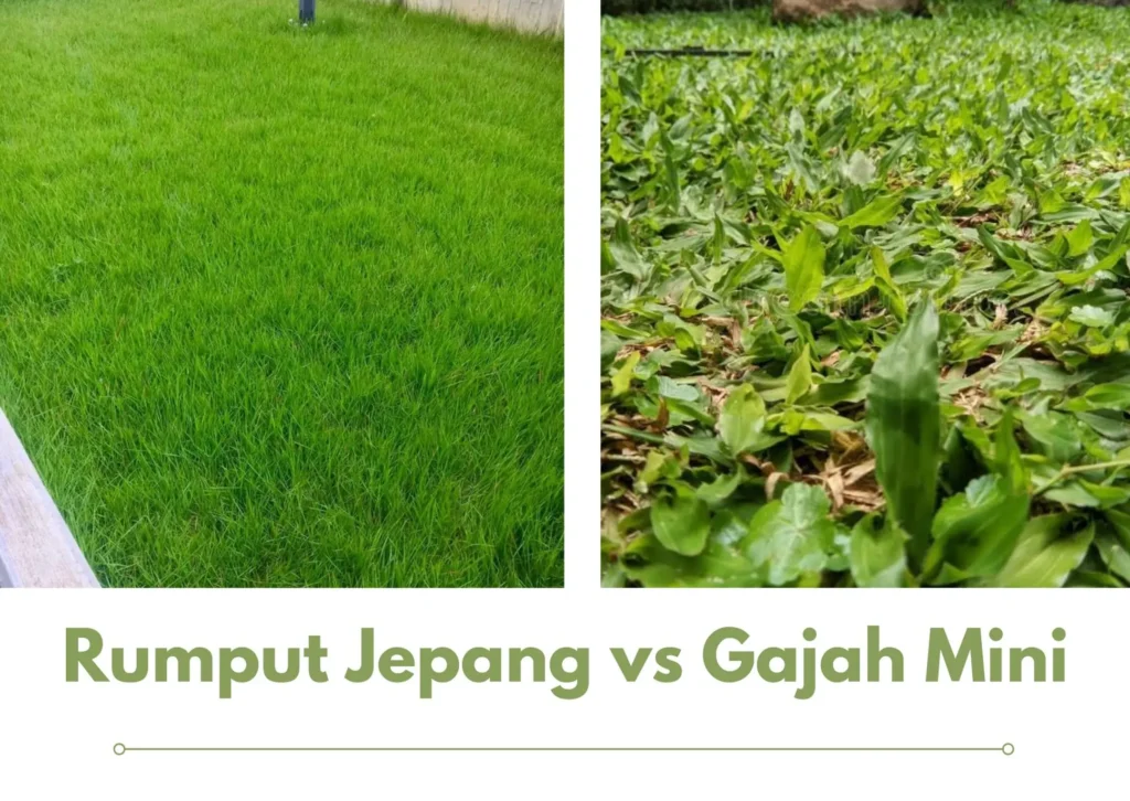 Rumput Jepang vs Rumput Gajah Mini