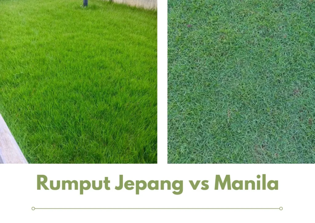 Rumput Jepang vs Rumput Manila