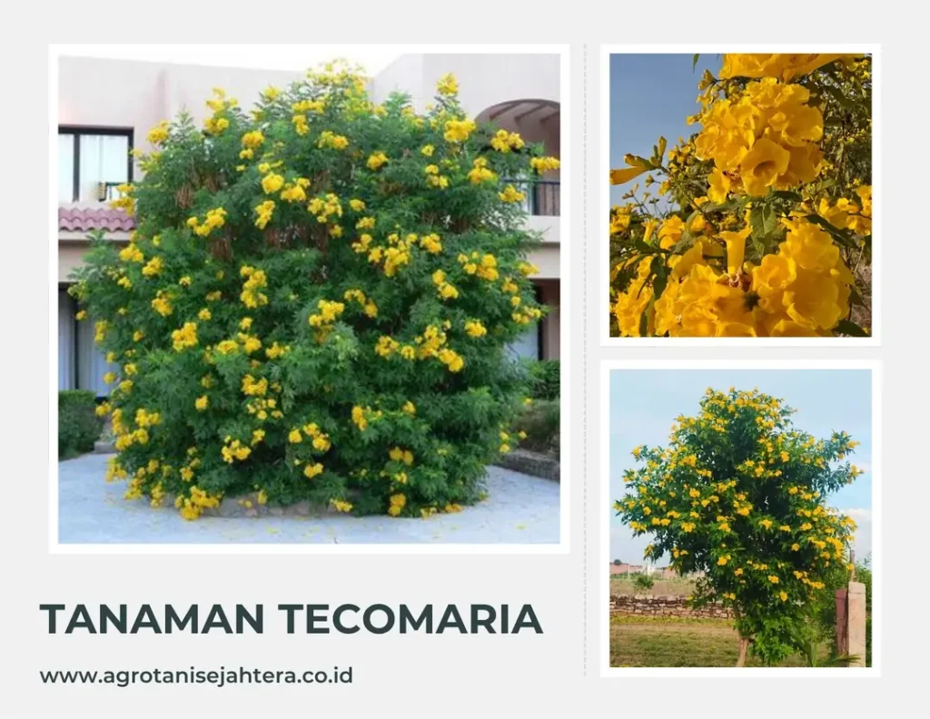 Tanaman Tecomaria Ciri-Ciri, Manfaat, Jenis, dan Cara Merawatnya
