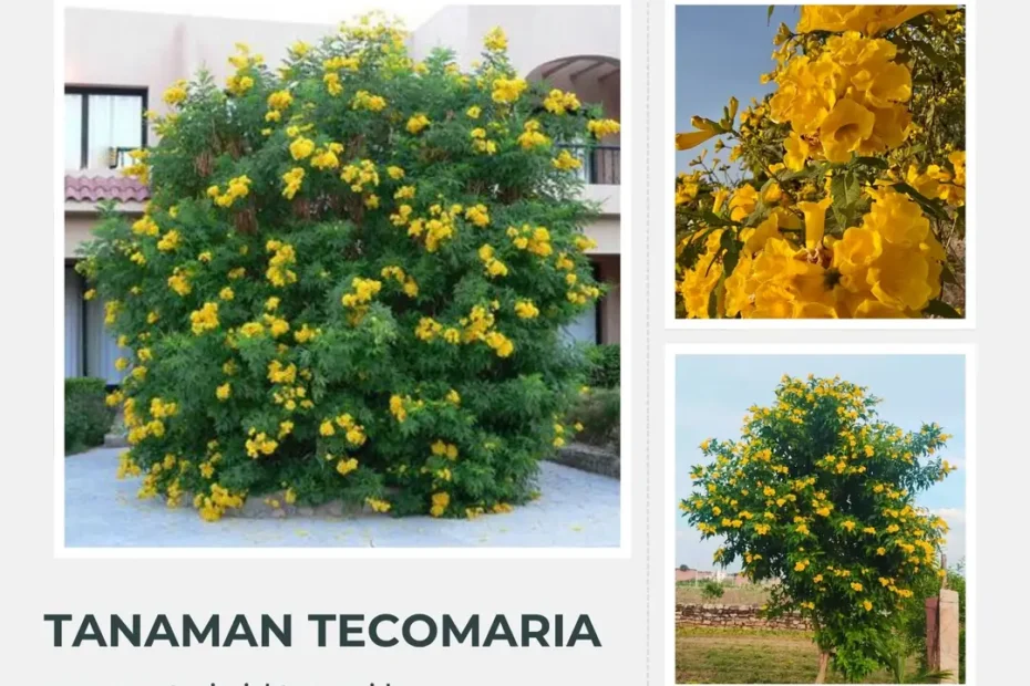 Tanaman Tecomaria Ciri-Ciri, Manfaat, Jenis, dan Cara Merawatnya