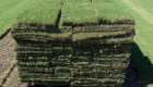 Tips Memilih Rumput Jepang Berkualitas Sebelum Membeli