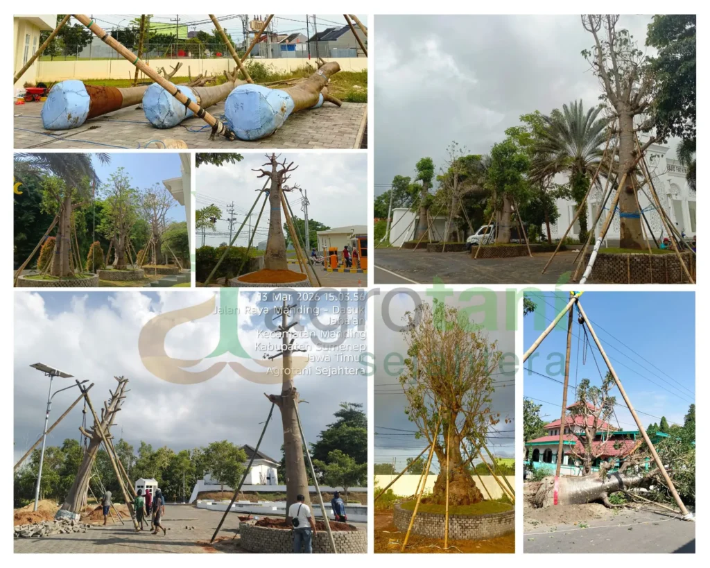 Proyek Pengerjaan Penanaman Pohon Baobab di Sumenep