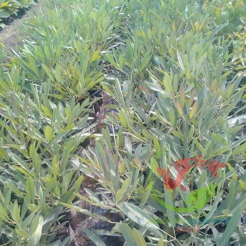 Jual Bibit Tabebuya