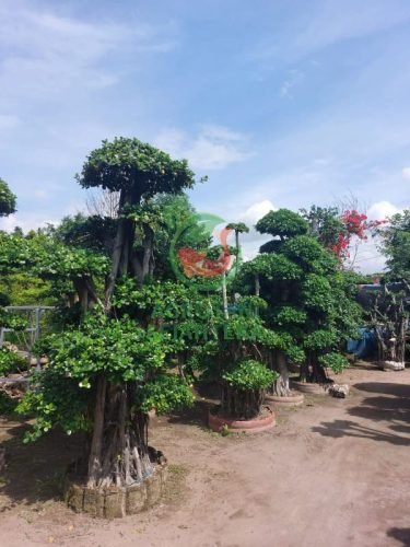 Harga Pohon Bonsai Beringin Dollar