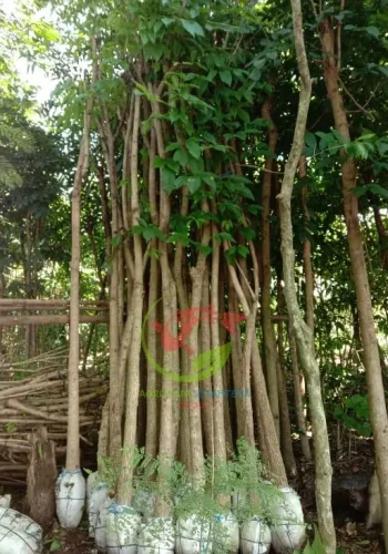 Harga Pohon Tabebuya