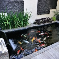Jasa Pembuatan Kolam Ikan Koi Berpengalaman Dan Terpercaya Agro Tani Sejahtera3