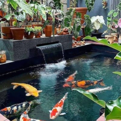 Jasa Pembuatan Kolam Ikan Koi Berpengalaman Dan Terpercaya Agro Tani Sejahtera4