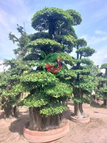 Jual Bunga Bonsai Dollar