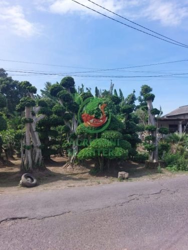 Jual Pohon Bonsai Dollar