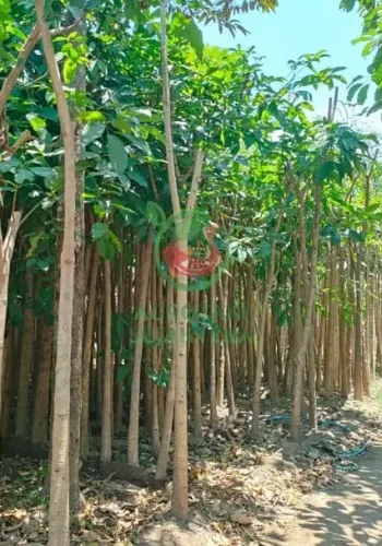 Jual Pohon Tabebuya Tinggi 1 Meter