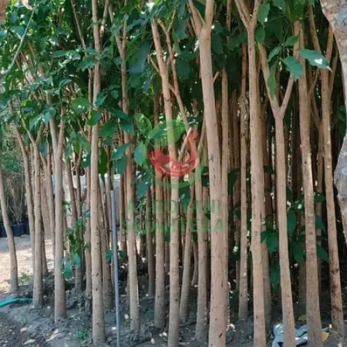Jual Pohon Tabebuya Tinggi 2 Meter