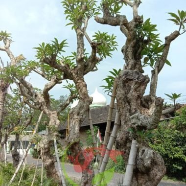 Jual Tanaman Kamboja Fosil