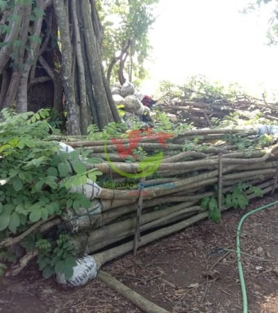 Jual Tanaman Pohon Spatodea 1