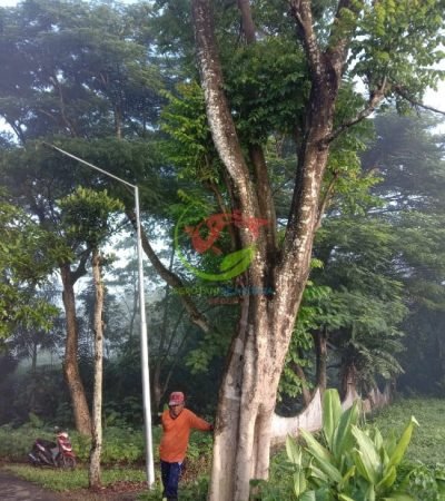 Jual Tanaman Pohon Spatodea 2