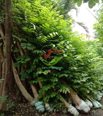 Jual Tanaman Pohon Spatodea 3
