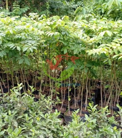 Jual Tanaman Pohon Spatodea 4
