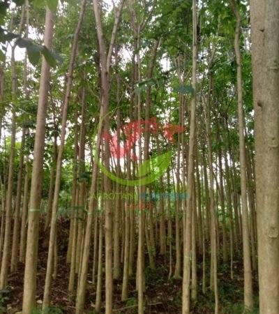 Jual Tanaman Pohon Spatodea 5