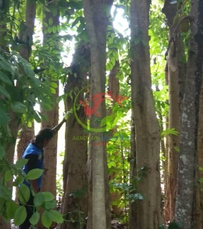 Jual Tanaman Pohon Spatodea 6
