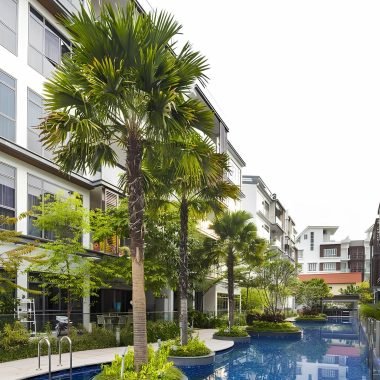 Palem Kipas Sadeng Livistona rotundifolia