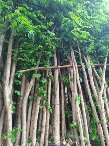 Pohon Angsana 2