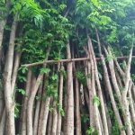 Pohon Angsana 2