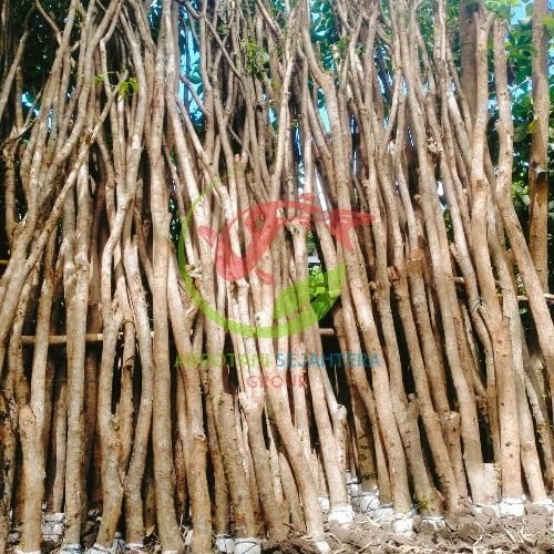 Pohon Angsana