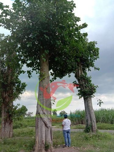 Pohon Bodhi Besar