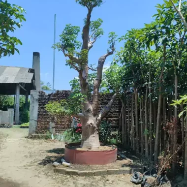 Pohon Hias Besar Baobab di Rumah
