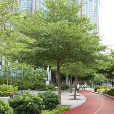 Pohon Hias Ketapang Kencana Untuk Penghijauan