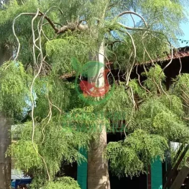 Pohon Moringa