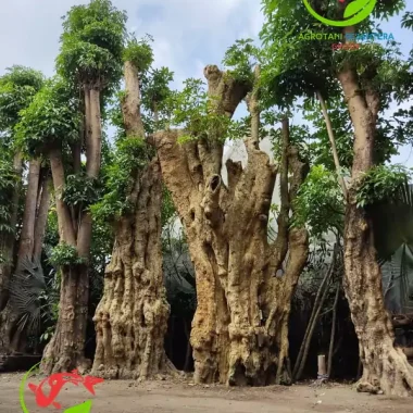 Pohon Pule Fosil