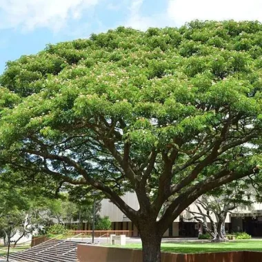 Pohon Trembesi