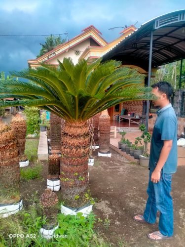 Tanaman Mawar Jambe