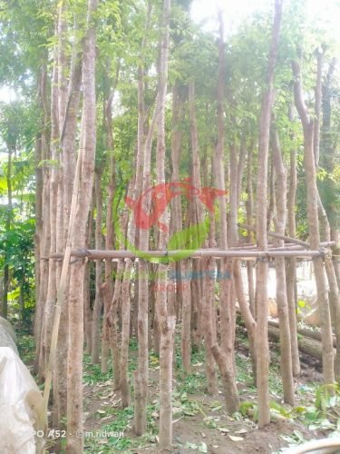 Tanaman Pohon Angsana