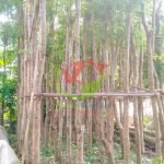 Tanaman Pohon Angsana