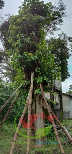 Tanaman Pohon Bodhi