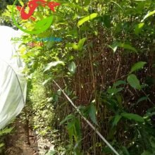 Tanaman_Tanjung_min2