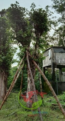 Tumbuhan Bodhi
